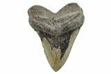 Bargain, Fossil Megalodon Tooth - North Carolina #275211-1